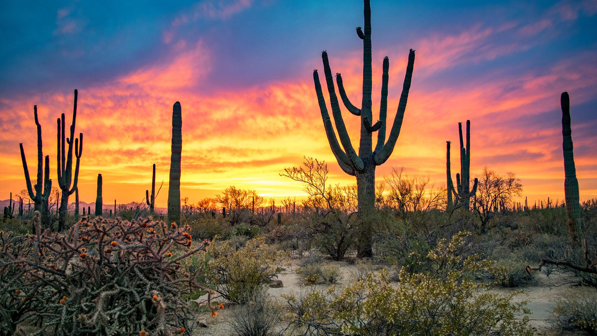 Saguaro-studded Sonoran Desert and Camelback Mountain in the Phoenix valley